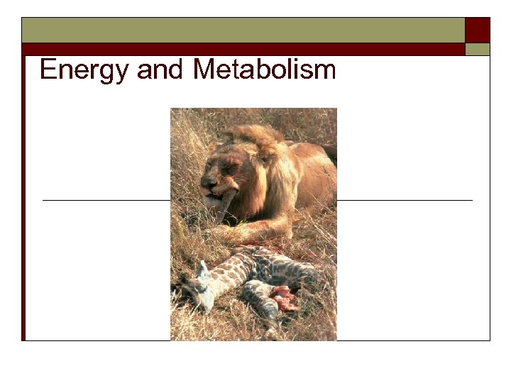 Energy and Metabolism 