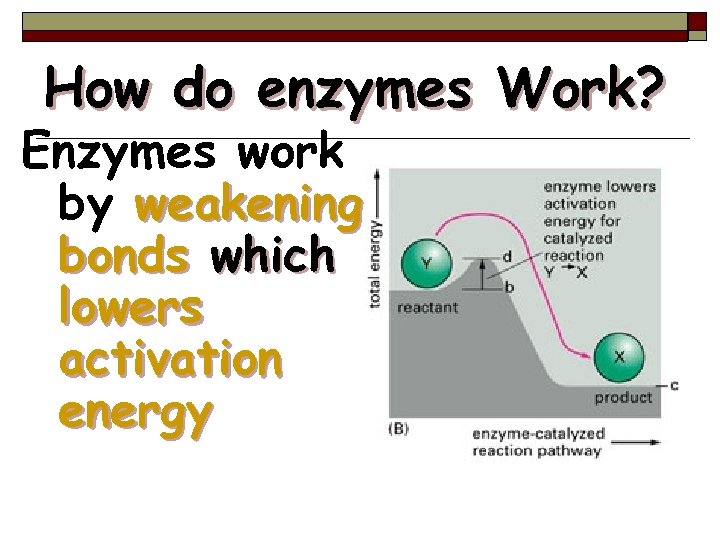 How do enzymes Work? Enzymes work by weakening bonds which lowers activation energy 30
