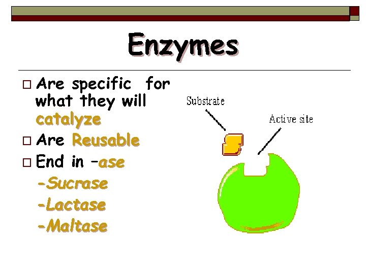 Enzymes o Are specific for what they will catalyze o Are Reusable o End