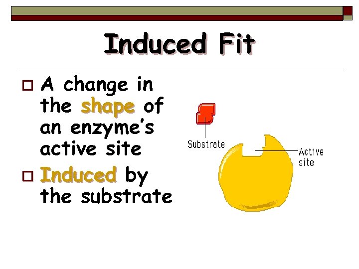 Induced Fit A change in the shape of an enzyme’s active site o Induced