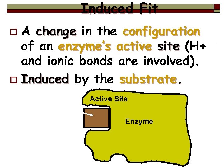 Induced Fit A change in the configuration of an enzyme’s active site (H+ and