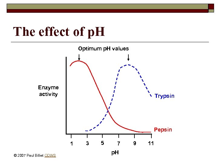 The effect of p. H Optimum p. H values Enzyme activity Trypsin Pepsin 1