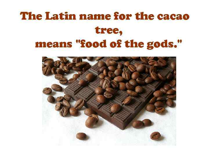 The Latin name for the cacao tree, means 
