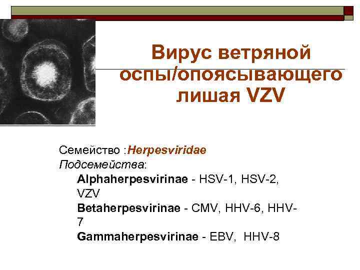 Вирус ветряной оспы/опоясывающего лишая VZV Семейство : Herpesviridae Подсемейства: Alphaherpesvirinae - HSV-1, HSV-2, VZV