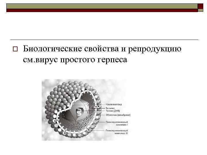 o Биологические свойства и репродукцию см. вирус простого герпеса 