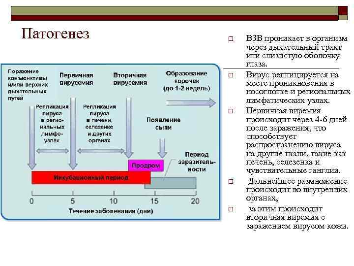 Патогенез o o o ВЗВ проникает в организм через дыхательный тракт или слизистую оболочку