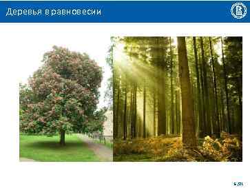 Деревья в равновесии 5 /21 