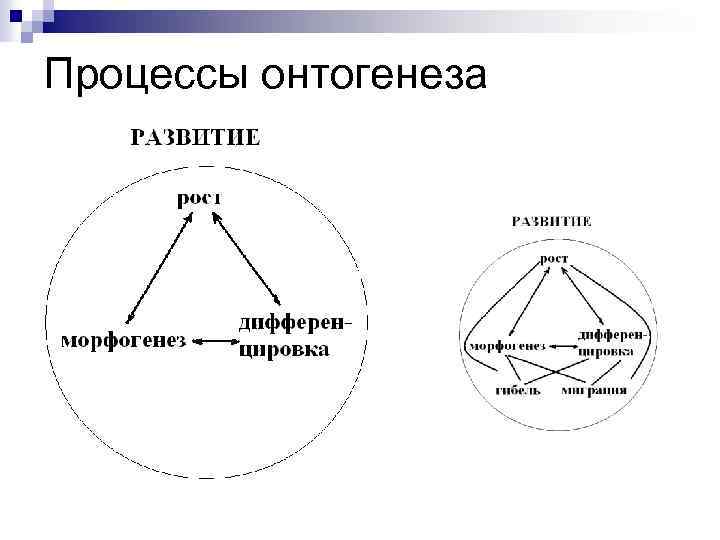 Процессы онтогенеза 