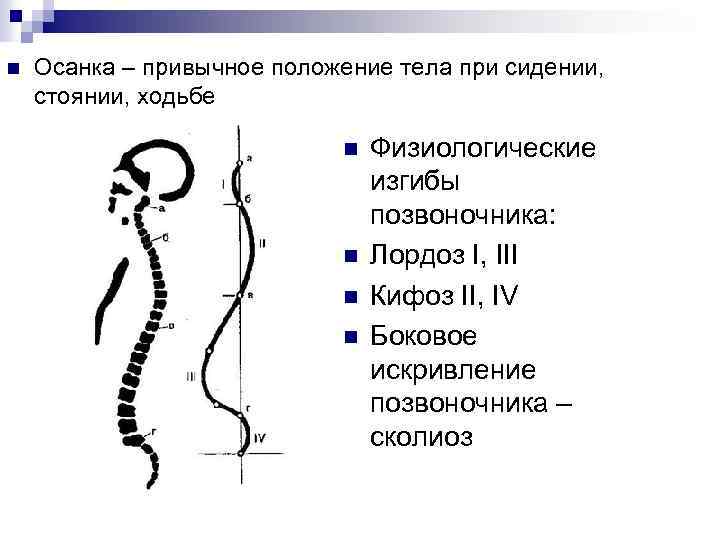 n Осанка – привычное положение тела при сидении, стоянии, ходьбе n n Физиологические изгибы