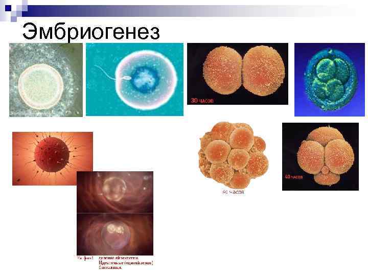 Эмбриогенез 