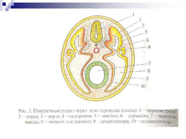 Схема зародышевых оболочек