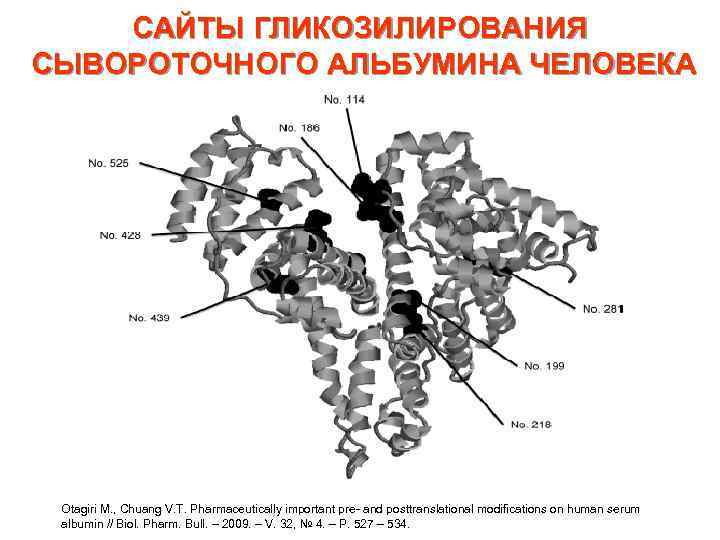 САЙТЫ ГЛИКОЗИЛИРОВАНИЯ СЫВОРОТОЧНОГО АЛЬБУМИНА ЧЕЛОВЕКА Otagiri M. , Chuang V. T. Pharmaceutically important pre-