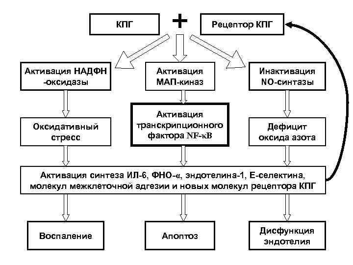 КПГ Рецептор КПГ Активация НАДФН -оксидазы Активация МАП-киназ Инактивация NO-синтазы Оксидативный стресс Активация транскрипционного