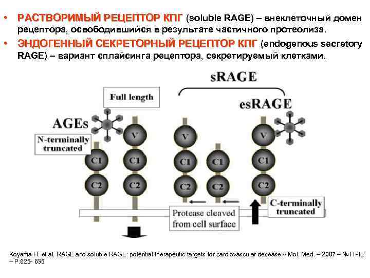  • РАСТВОРИМЫЙ РЕЦЕПТОР КПГ (soluble RAGE) – внеклеточный домен РАСТВОРИМЫЙ РЕЦЕПТОР КПГ рецептора,