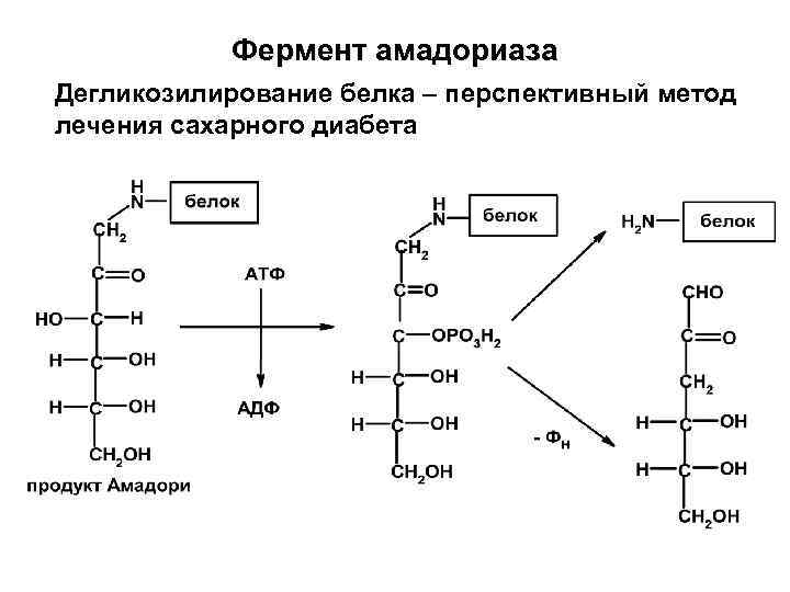 Фермент амадориаза Дегликозилирование белка – перспективный метод лечения сахарного диабета 