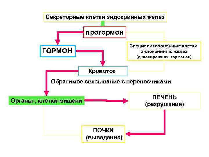 Секреторные клетки эндокринных желез прогормон Специализированные клетки энлокринных желез ГОРМОН (депонирование гормонов) Кровоток Обратимое