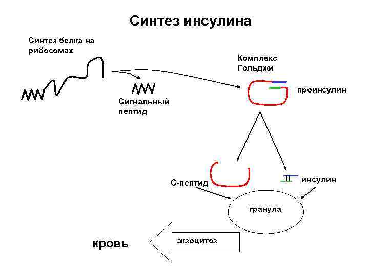 Схема синтеза инсулина биохимия