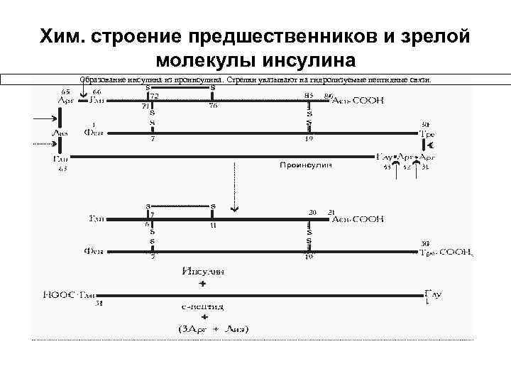 Хим. строение предшественников и зрелой молекулы инсулина Образование инсулина из проинсулина. Стрелки указывают на