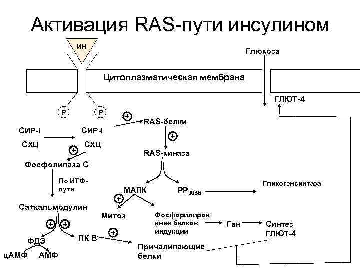 Мембрана глюкоза. Активация ras пути инсулином. Активация инсулином сигнального пути ras. Механизм действия инсулина биохимия. Активация глют 4.