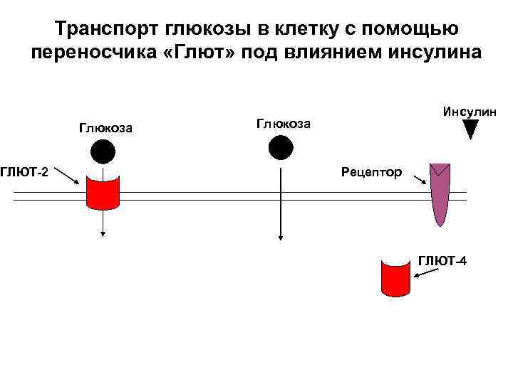 Транспорт глюкозы в клетку с помощью переносчика «Глют» под влиянием инсулина ГЛЮТ-2 Глюкоза Инсулин