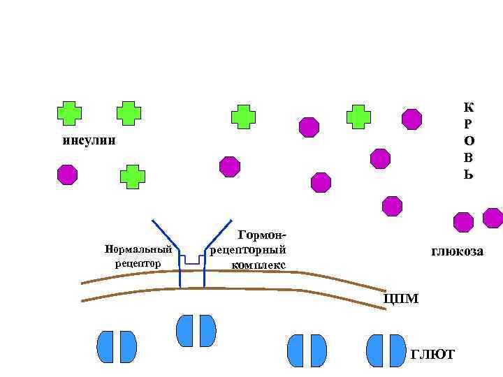 К Р О В Ь инсулин Нормальный рецептор Гормонрецепторный комплекс глюкоза ЦПМ ГЛЮТ 