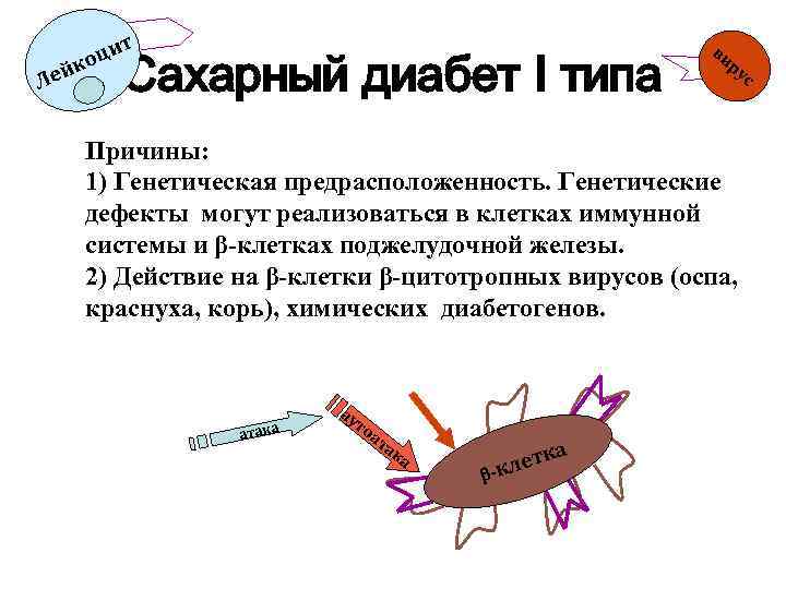 Лей цит ко Сахарный диабет I типа ви ру Причины: 1) Генетическая предрасположенность. Генетические