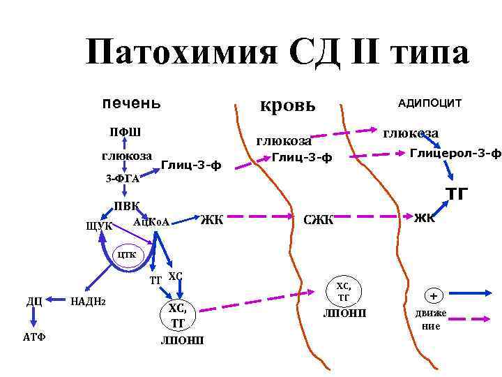 Презентация сахарный диабет биохимия