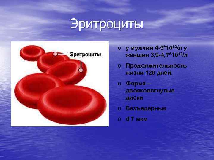 Эритроциты o у мужчин 4 -5*1012/л у женщин 3, 9 -4, 7*1012/л o Продолжительность