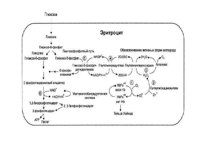 Метаболизм эритроцитов схема