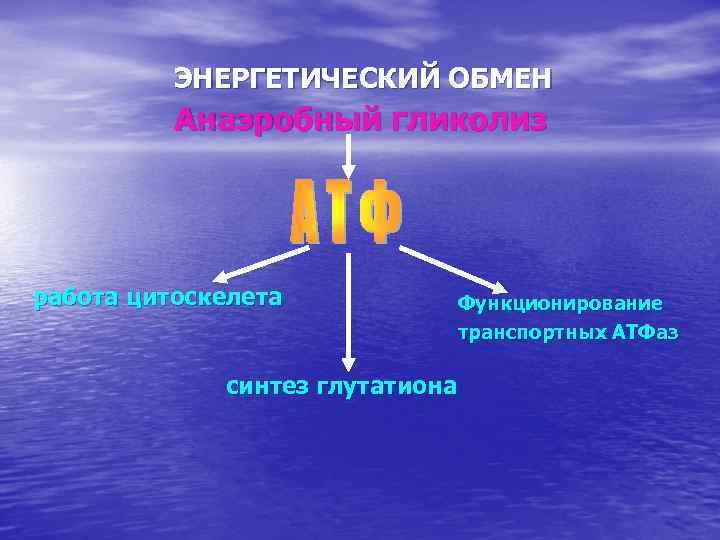 ЭНЕРГЕТИЧЕСКИЙ ОБМЕН Анаэробный гликолиз работа цитоскелета синтез глутатиона Функционирование транспортных АТФаз 