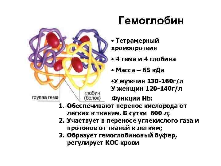  Гемоглобин • Тетрамерный хромопротеин • 4 гема и 4 глобина • Масса –