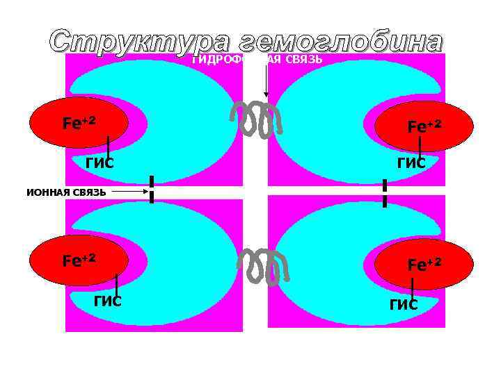 ГИДРОФОБНАЯ СВЯЗЬ Fe+2 ГИС ИОННАЯ СВЯЗЬ Fe+2 ГИС 