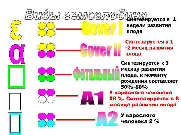 Синтезируется в 1 недели развития плода Синтезируется в 1 -2 месяц развития плода Синтезируется