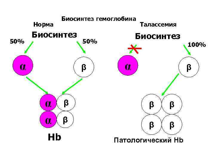 Норма 50% Биосинтез гемоглобина Биосинтез α α α Hb β β Биосинтез 50% β