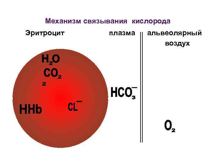 Механизм связывания кислорода Эритроцит плазма альвеолярный воздух 