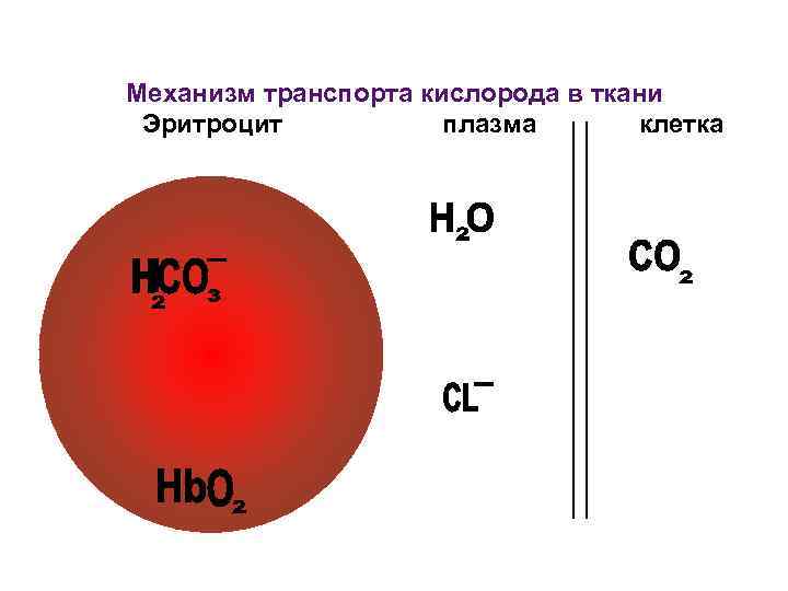 Эритроцит кислород. Механизм транспорта кислорода. Механизм переноса кислорода эритроцитами. Механизмы транспорта кислорода к тканям. Транспорт кислорода эритроцитами.