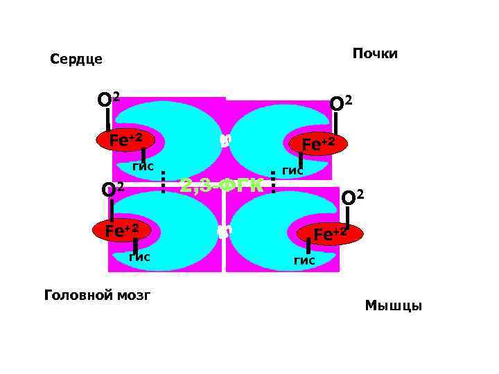 Почки Сердце О 2 Fe+2 гис Головной мозг Fe+2 2, 3 -ФГК гис О