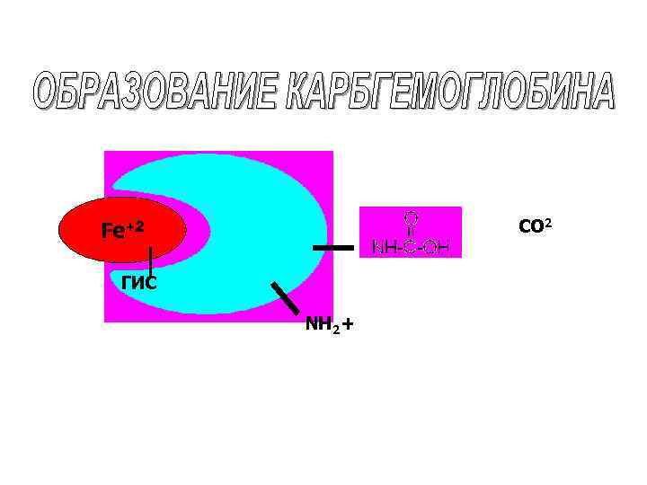 CO 2 Fe+2 ГИС NH 2 + 