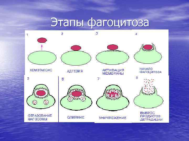 Стадии фагоцитоза схема