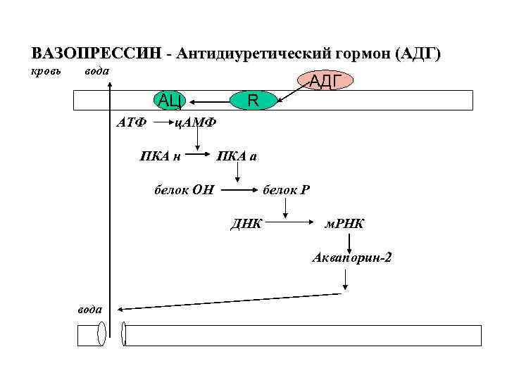ВАЗОПРЕССИН - Антидиуретический гормон (АДГ) кровь вода АДГ АЦ АТФ R ц. АМФ ПКА