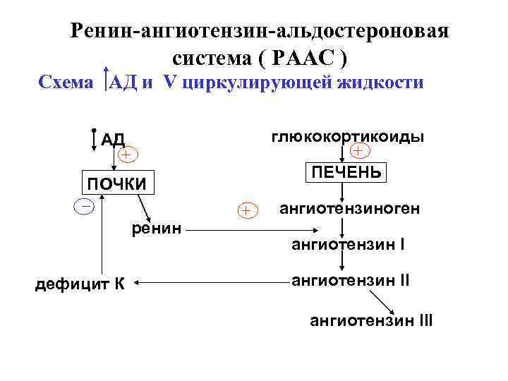 Ренин ангиотензиновая система схема