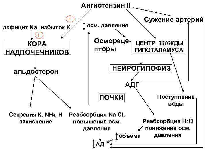 Ангиотензин II дефицит Na избыток K КОРА НАДПОЧЕЧНИКОВ альдостерон осм. давление Сужение артерий Осмореце-