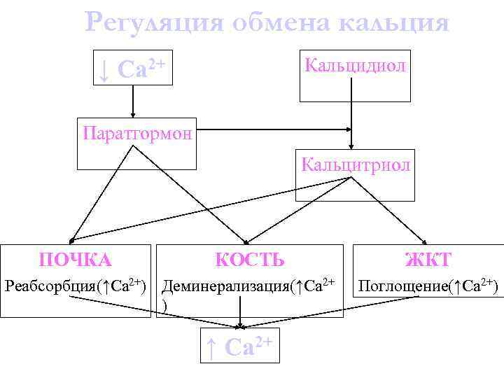 Регуляция обмена кальция Кальцидиол ↓ Са 2+ Паратгормон Кальцитриол ПОЧКА КОСТЬ Реабсорбция(↑Са 2+) Деминерализация(↑Са