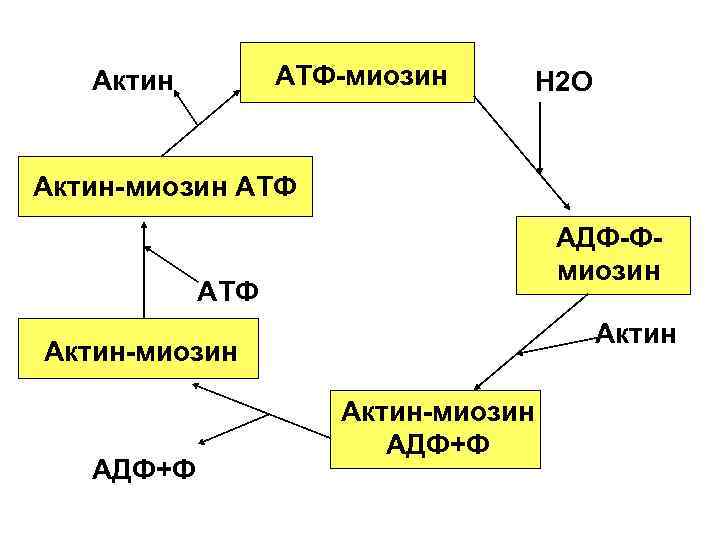 АТФ миозин Актин Н 2 О Актин миозин АТФ АДФ Ф миозин АТФ Актин