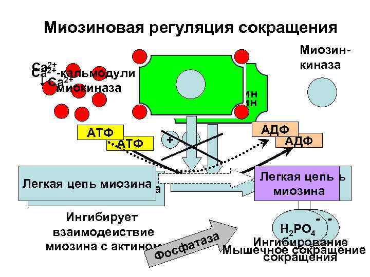 Миозиновая регуляция сокращения 2+ Ca 2+ кальмодулин Ca 2+ Ca миокиназа АТФ Легкая цепь
