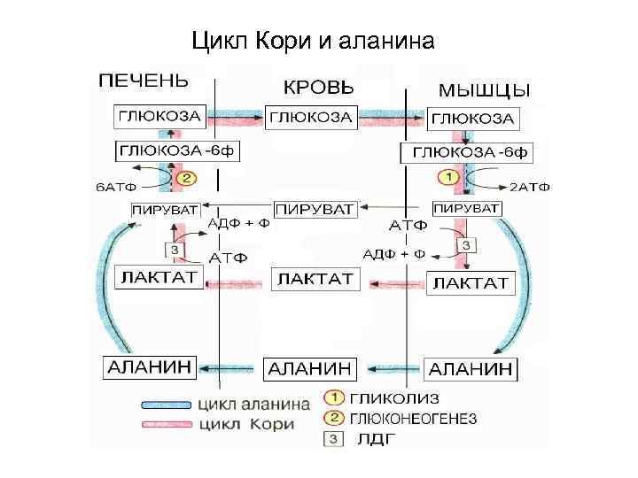 Цикл кори схема