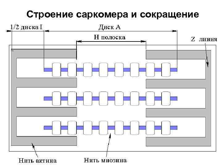 Строение саркомера и сокращение 