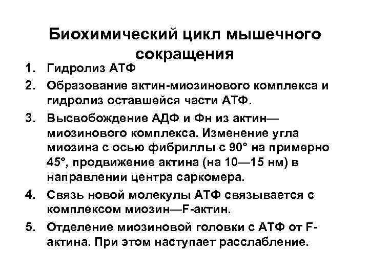 Биохимический цикл мышечного сокращения 1. Гидролиз АТФ 2. Образование актин миозинового комплекса и гидролиз
