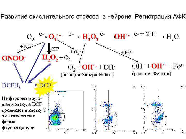 Развитие окислительного стресса в нейроне. Регистрация АФК О 2 е- О 2∙ + NO