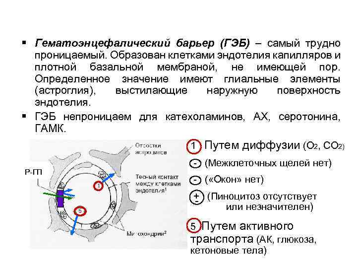 Гематоэнцефалический барьер презентация